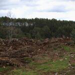 1. Fotografía Portada. Modelo Forestal en la Fütawillimapu. Reportaje Forestales y pesticidas en Osorno y San Juan de la Costa.